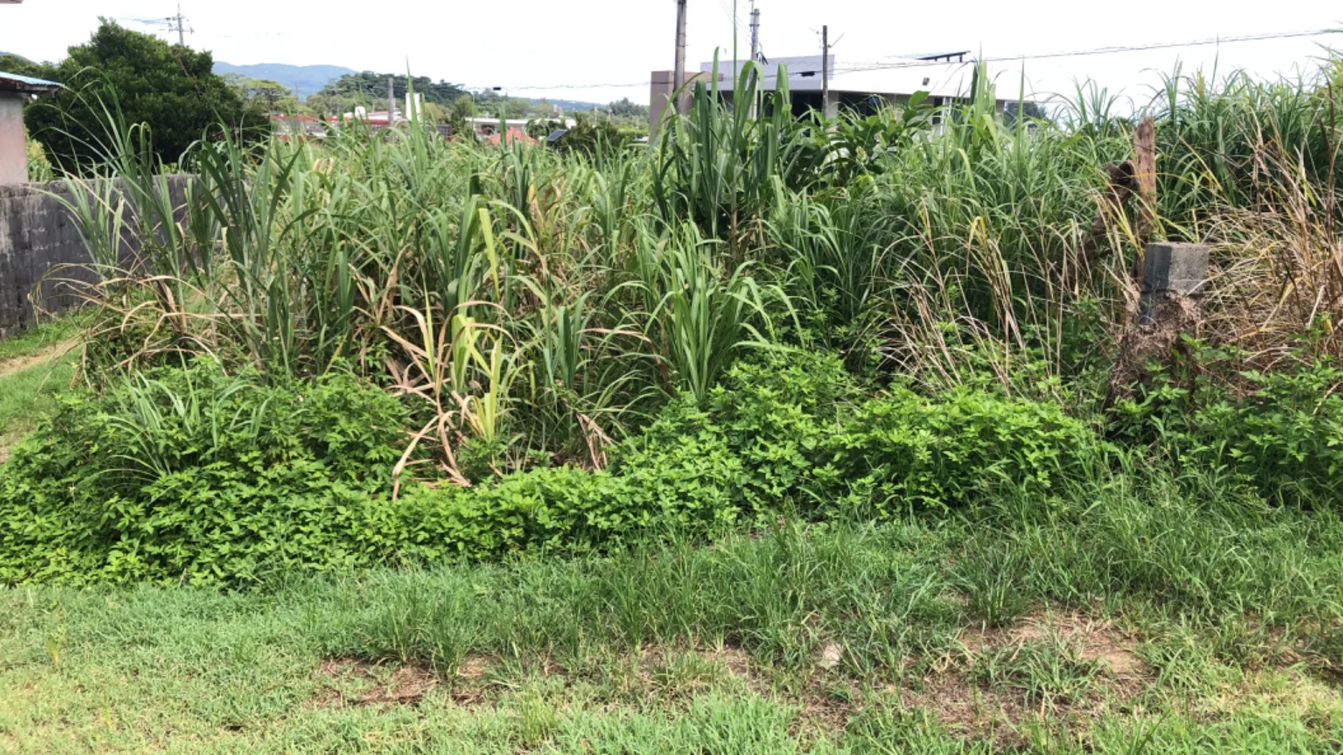 使用しなくなった畑の草刈り依頼